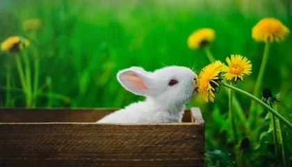 斑驳木纹与茶香交织的青山浮影